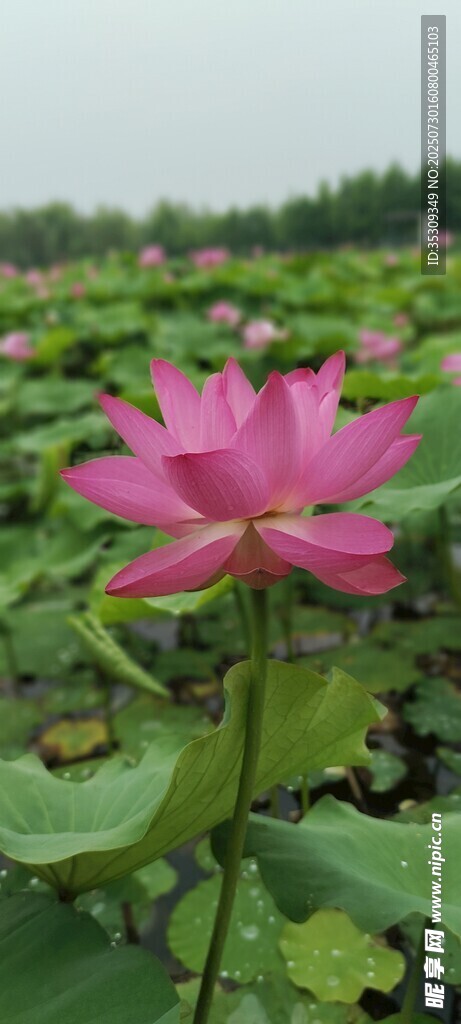 荷花