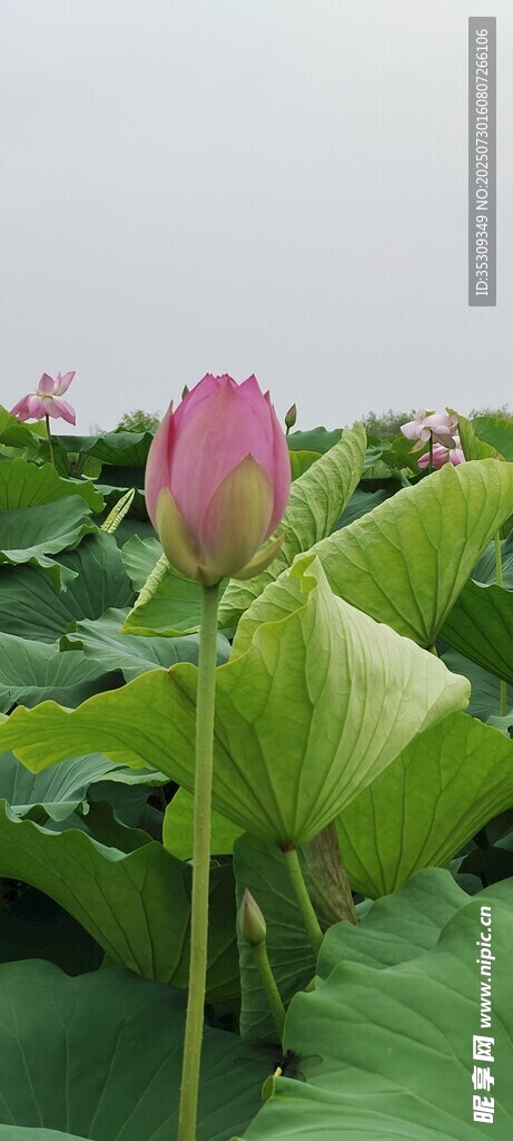 荷花