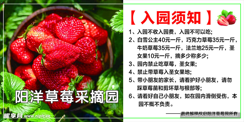 新鲜草莓采摘园