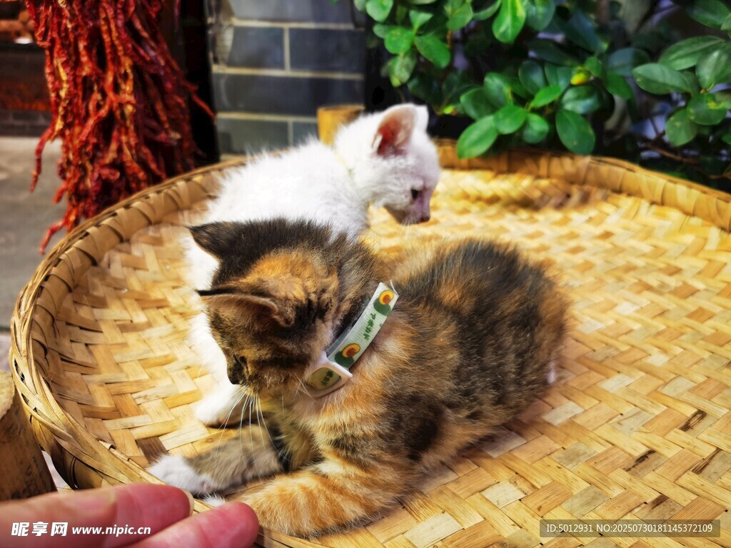 猫咪玩耍