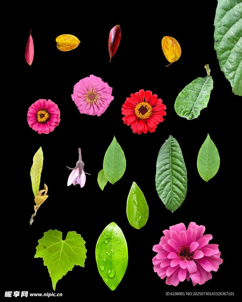 绿叶花