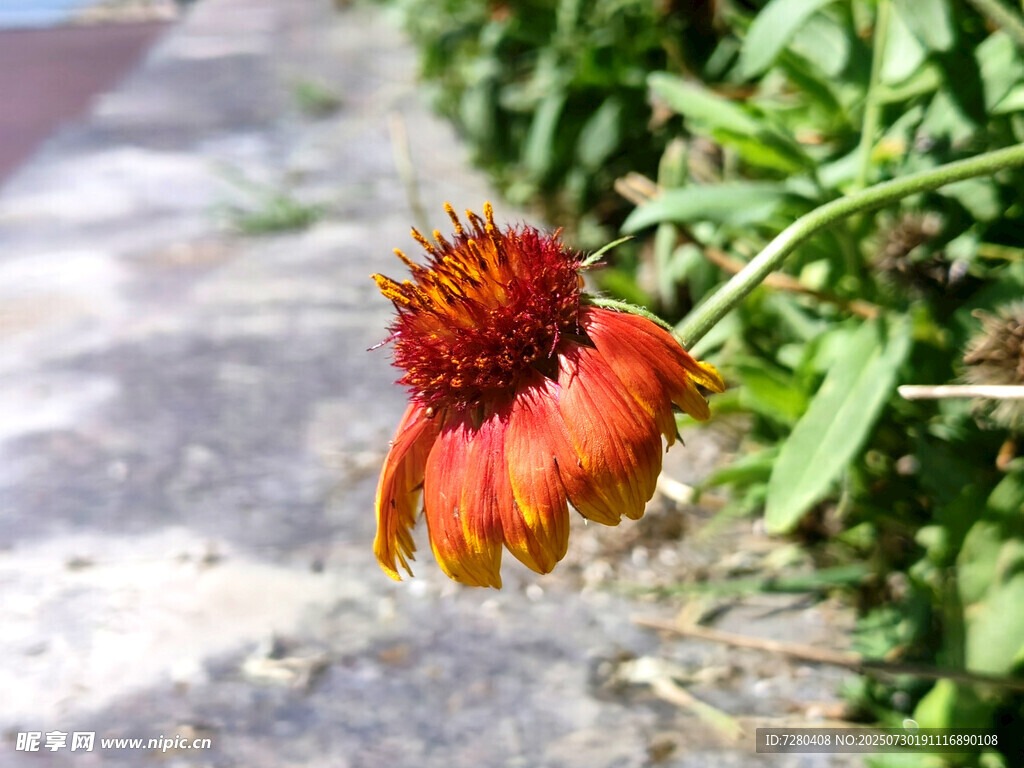 橙红色松果菊特写