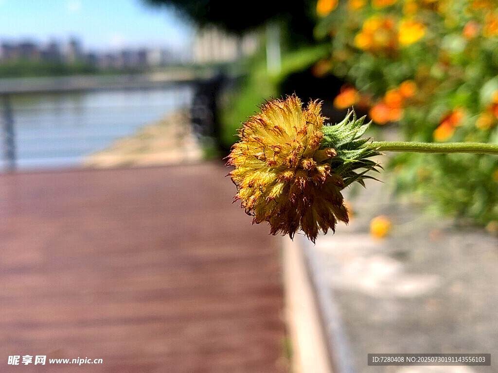 河畔木栈道旁的艳丽小花