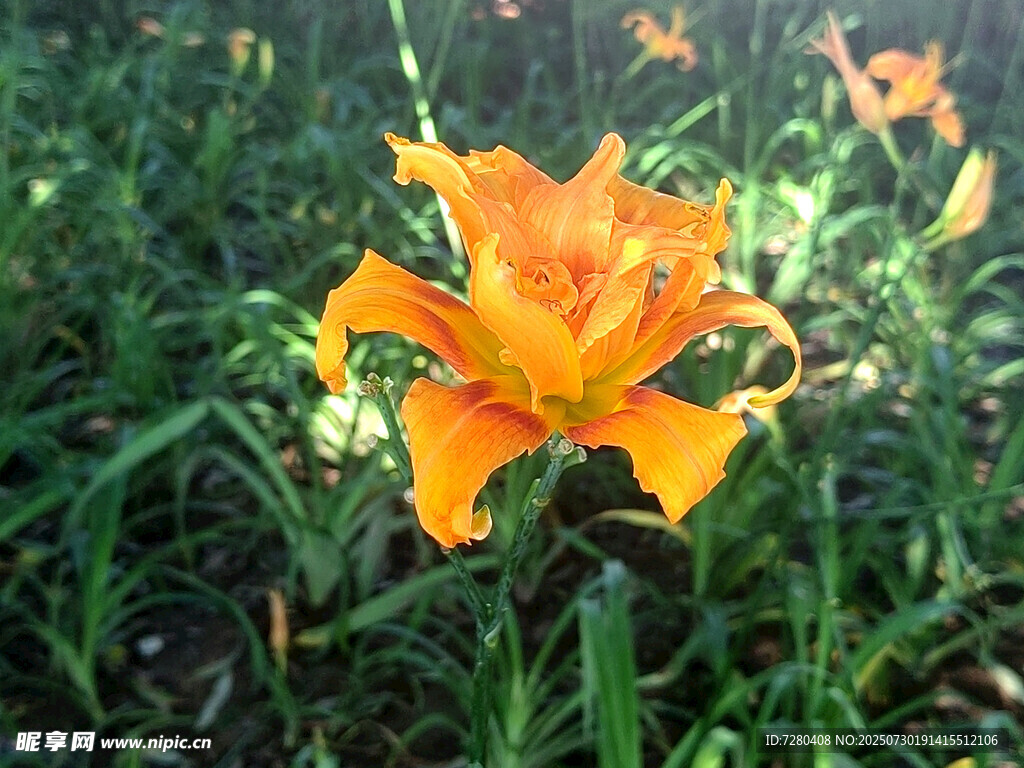 橙色百合花绽放于草丛