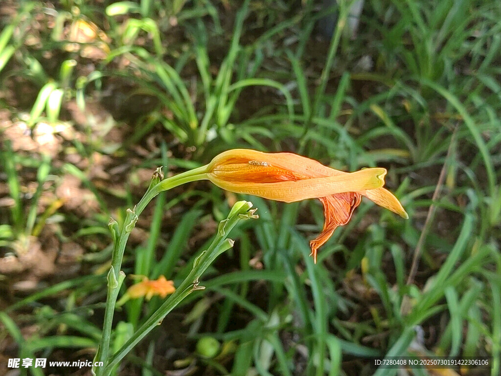 草丛中的橙色美丽花朵