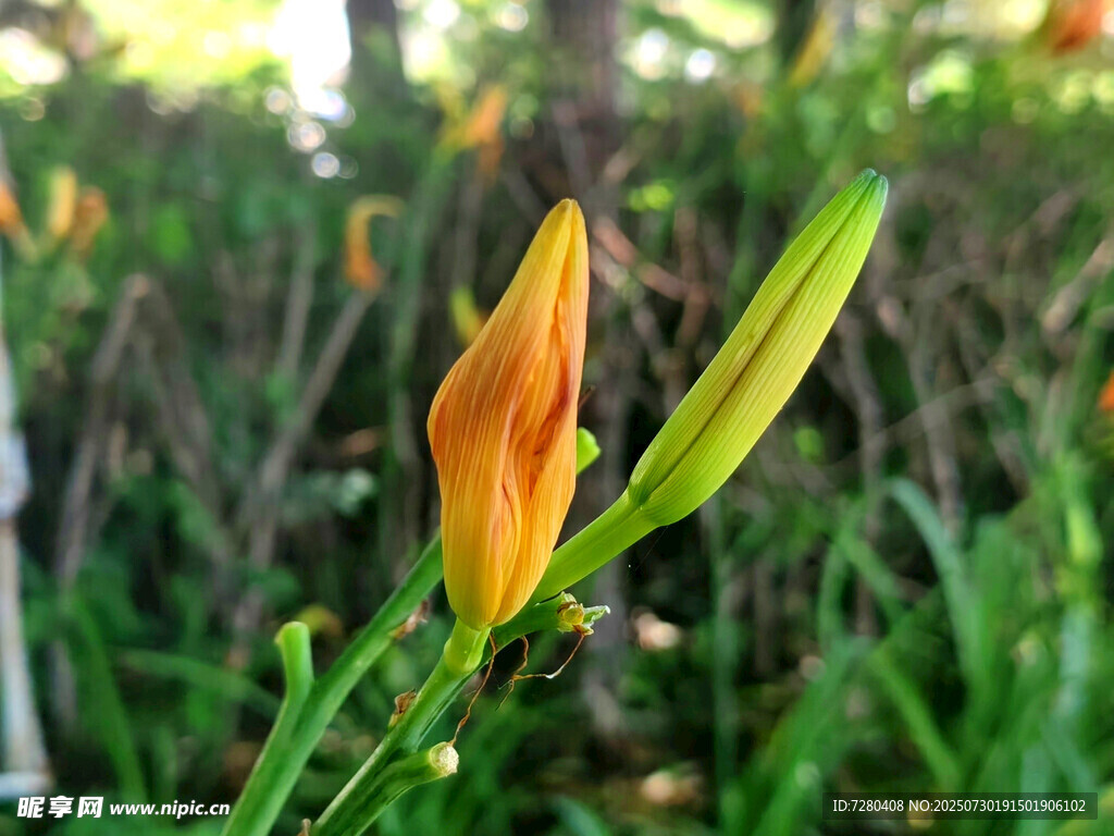 绽放的黄色萱草花