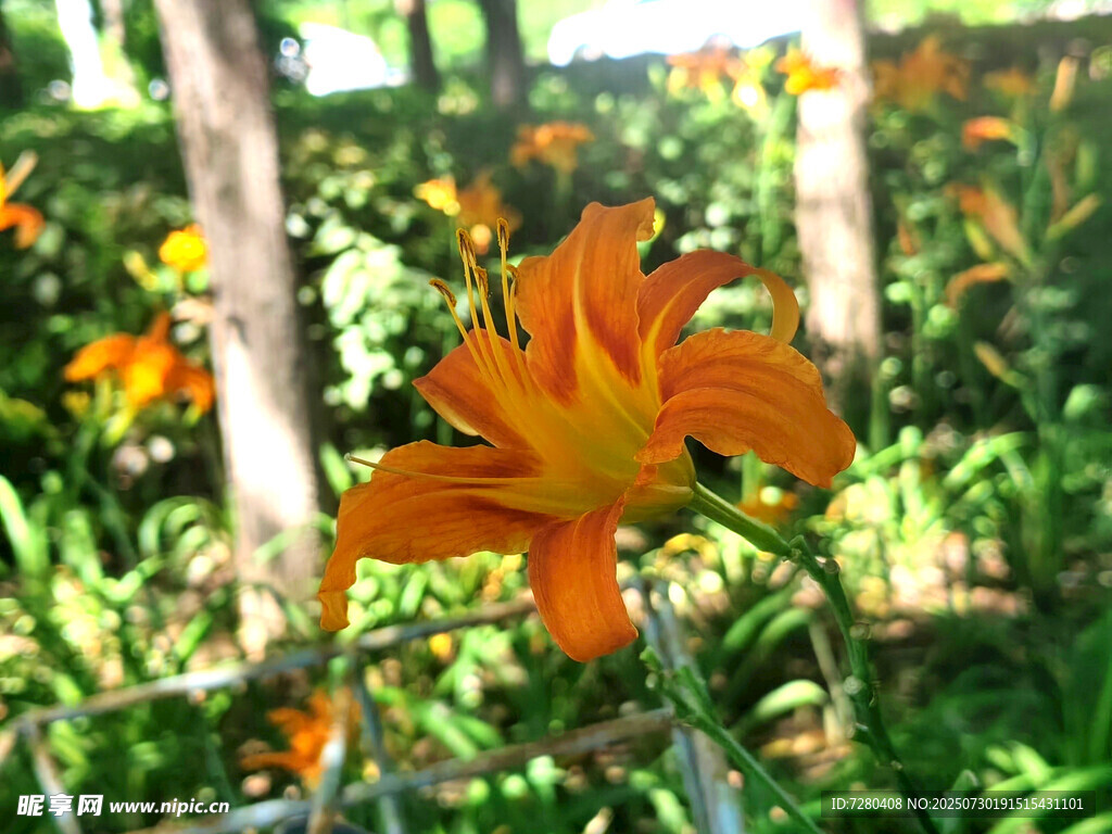 绽放的橙色百合花