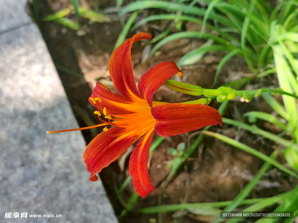 娇艳红萱草绽放于地