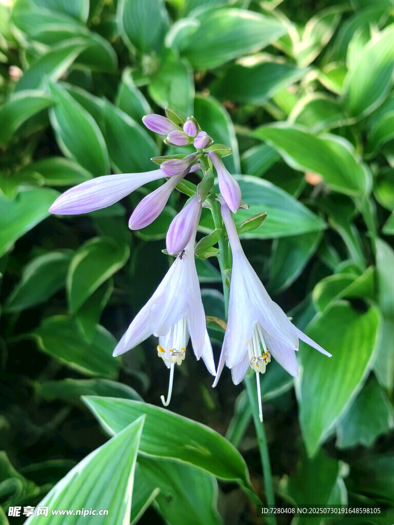 紫花绿叶玉簪花