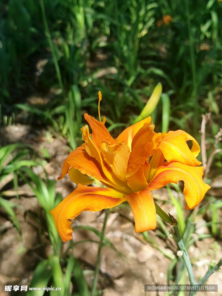 绽放的橙色百合花