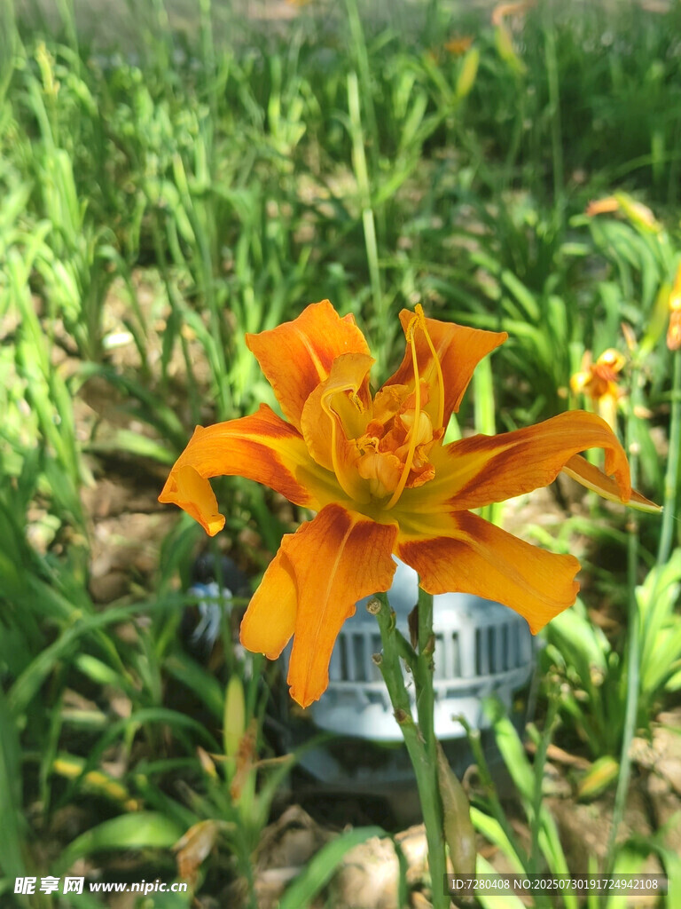 橙色萱草绽放于绿植间