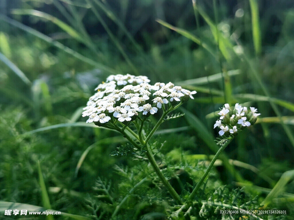 草丛中的白色小花
