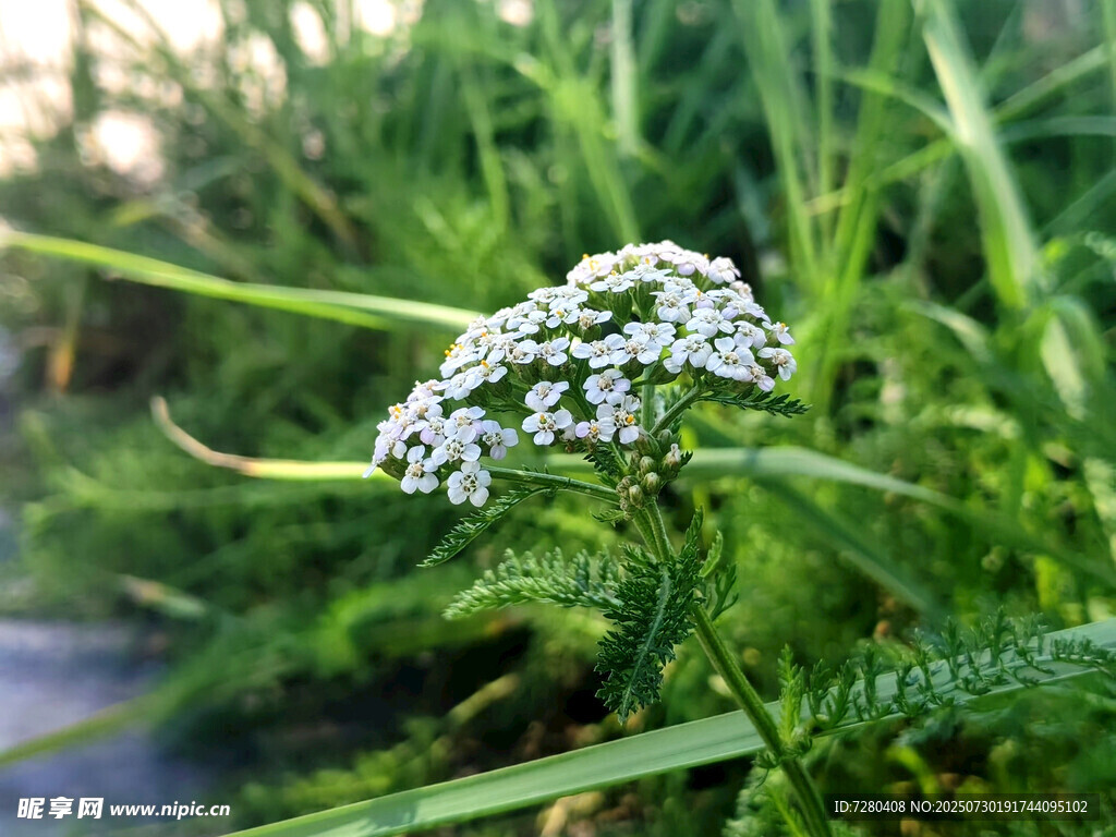 草丛中的白色小花