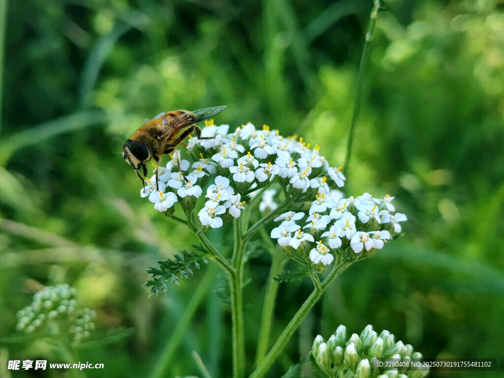 蜜蜂停留在白色小花上