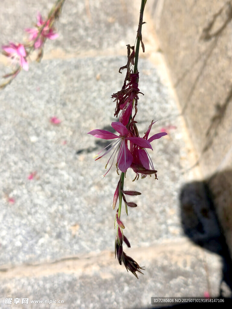 石缝间的艳丽紫花