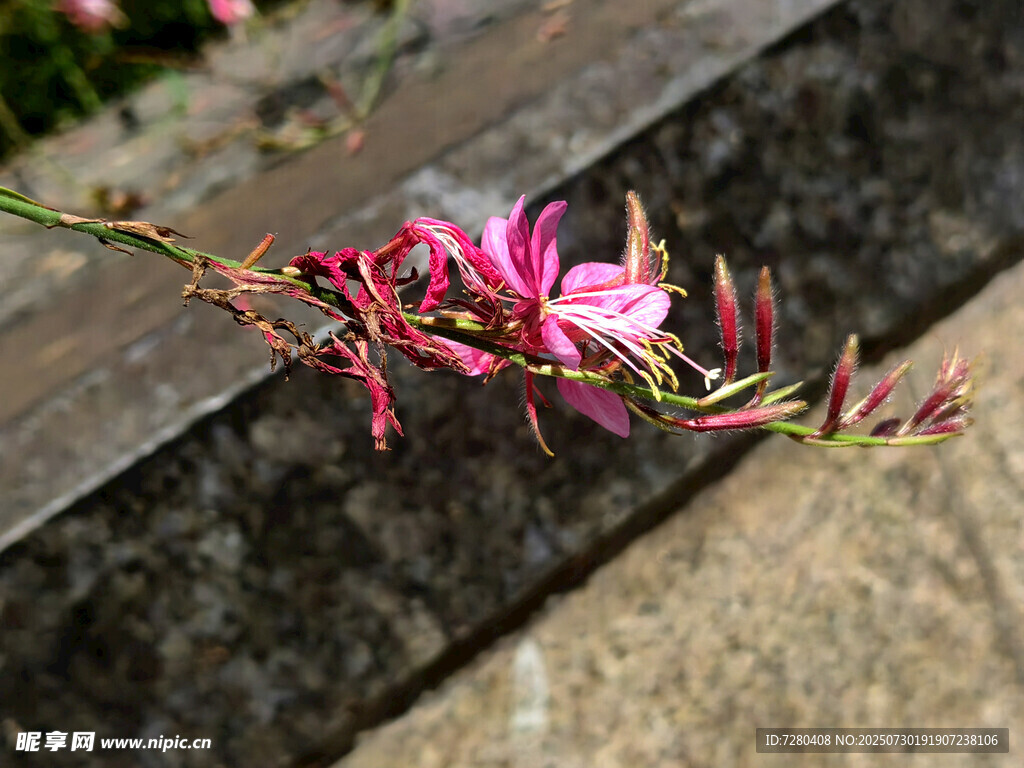 娇艳粉色小花绽放
