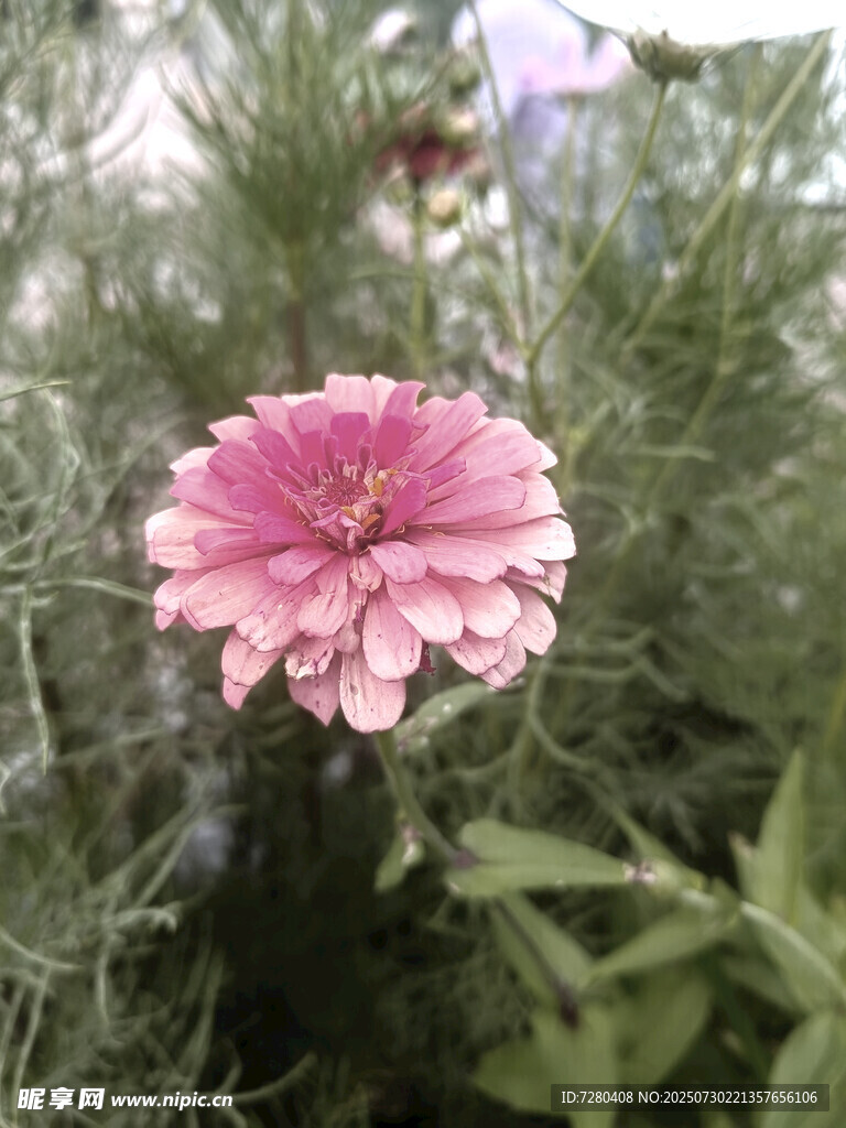 娇艳粉色花朵绽放