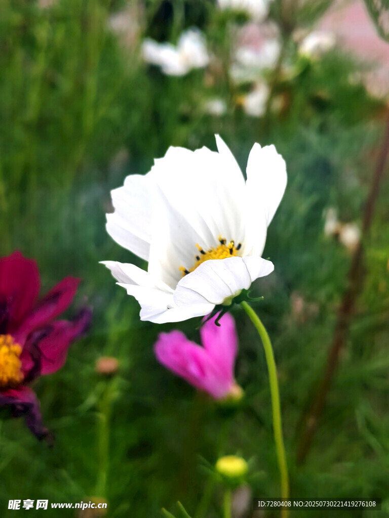 娇艳绽放的多彩波斯菊