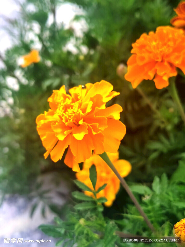 鲜艳橙色万寿菊绽放