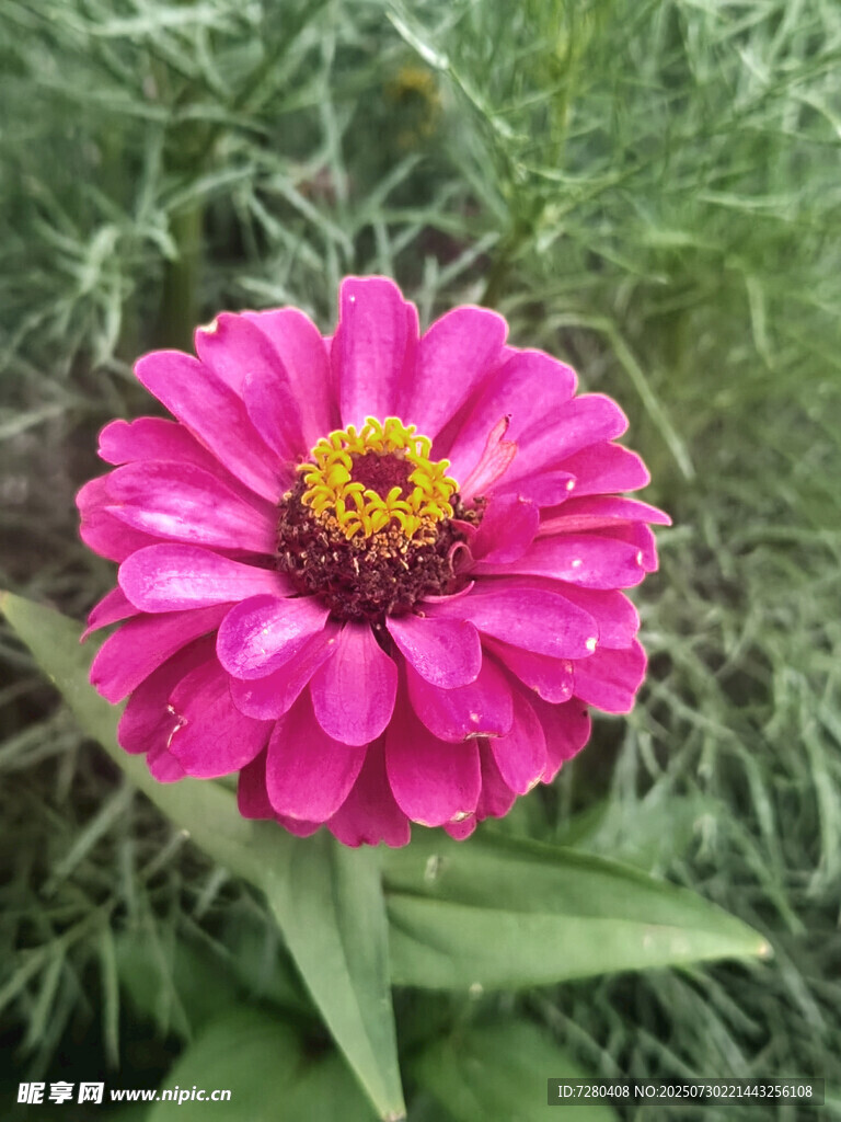 艳丽粉色百日菊绽放