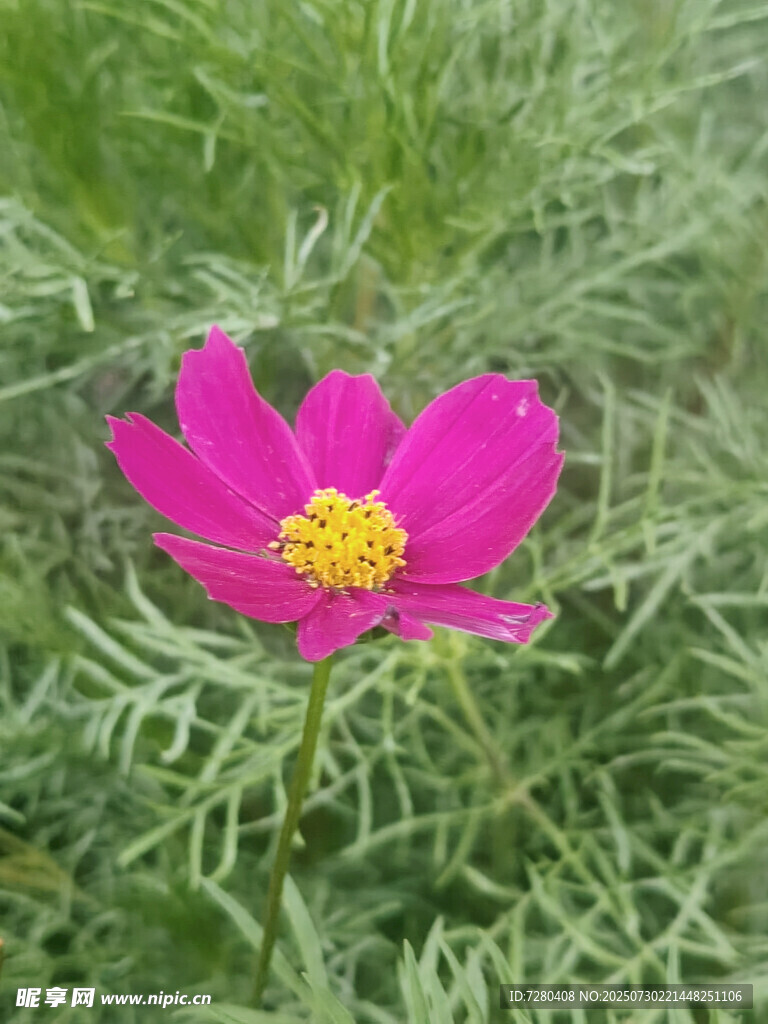 娇艳波斯菊绽放绿意间