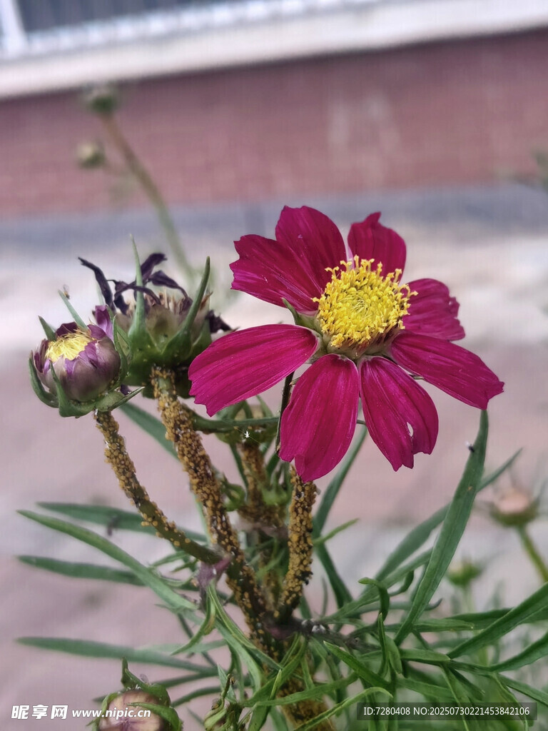 娇艳玫红花朵特写