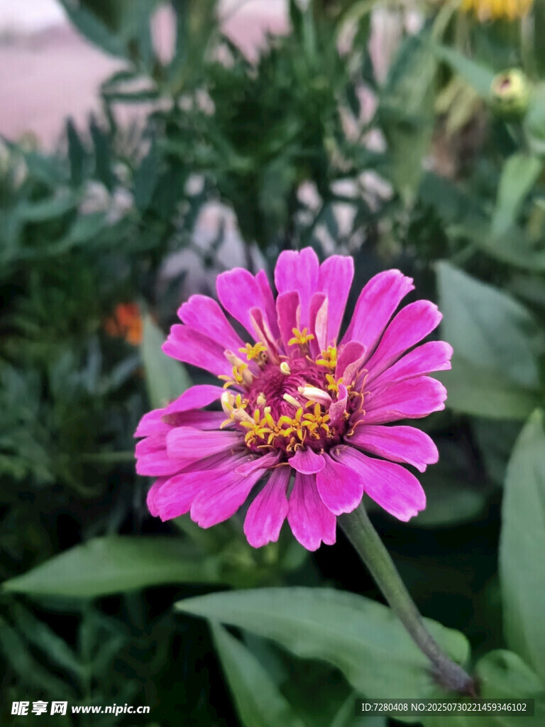 娇艳粉色花朵特写