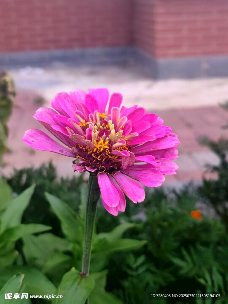 娇艳粉色百日菊绽放