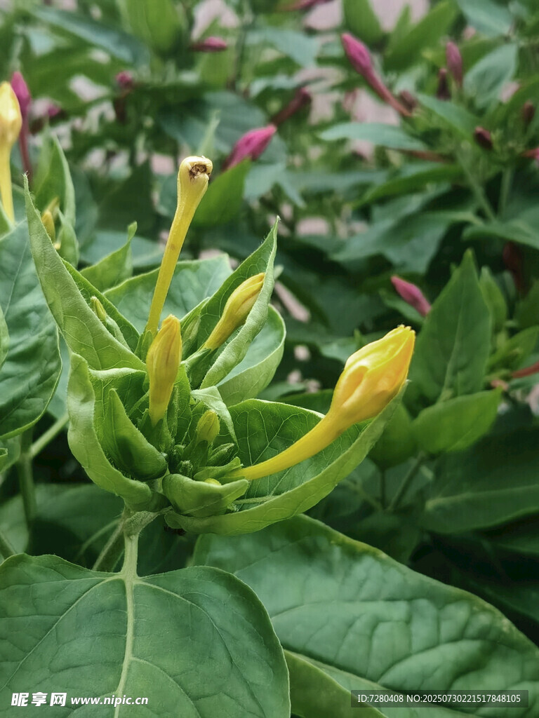 绽放的黄喇叭花