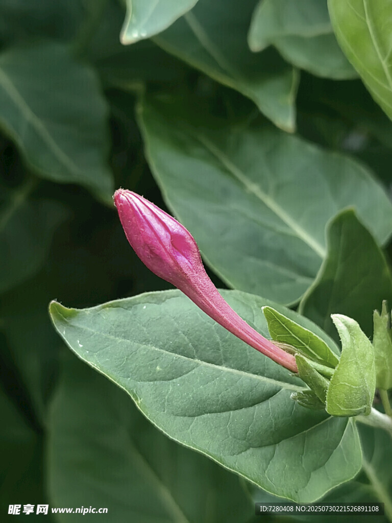 粉色花苞绽放绿叶间