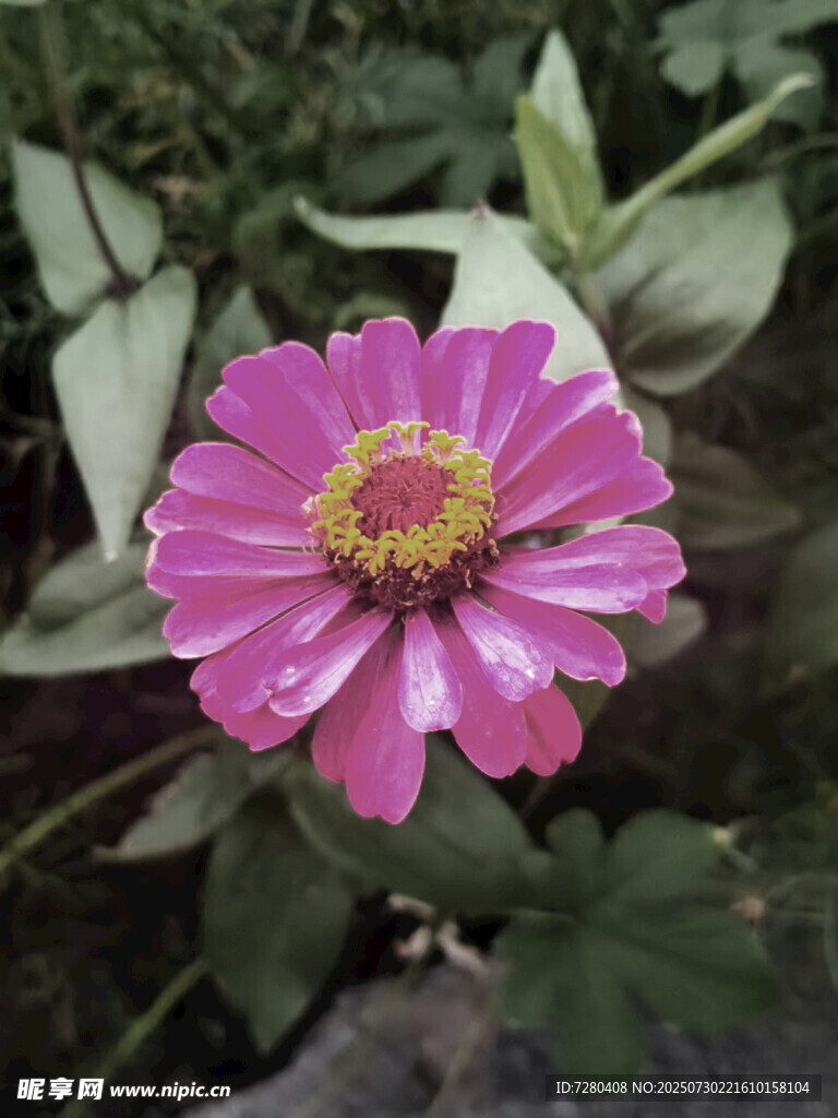 娇艳粉色花朵绽放