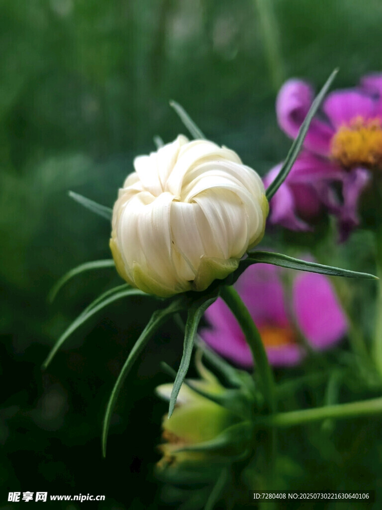 含苞待放的美丽白色花朵
