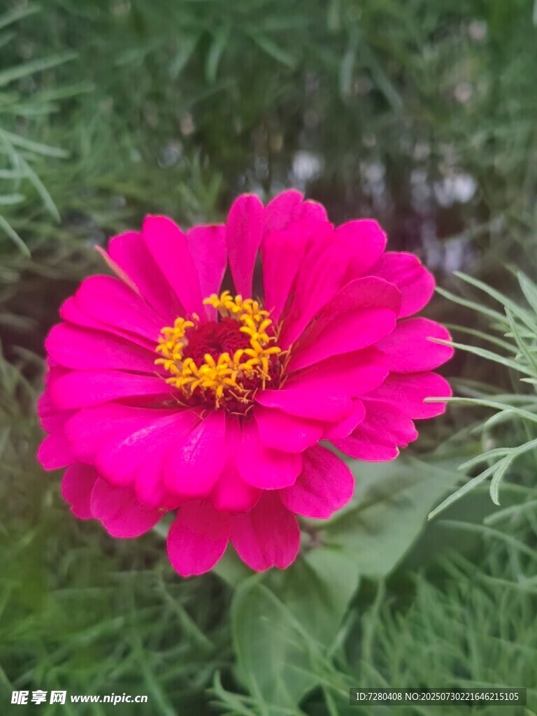 娇艳玫红花朵绽放