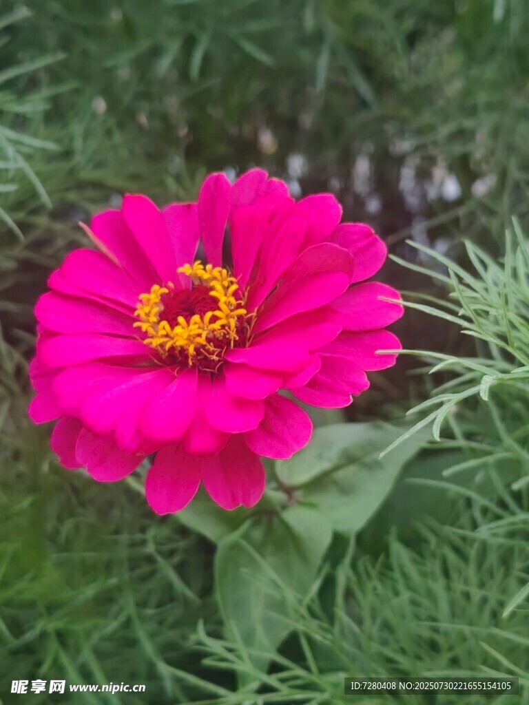 娇艳粉色百日菊绽放