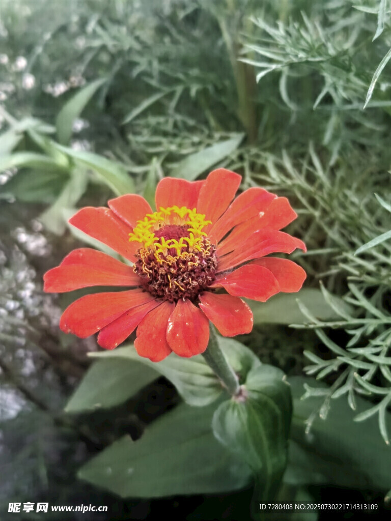 鲜艳绽放的红色百日菊