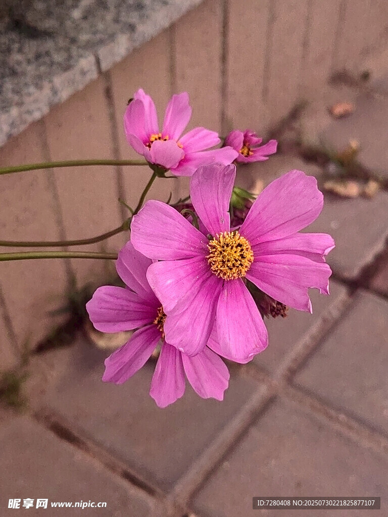 砖缝中绽放的娇艳格桑花