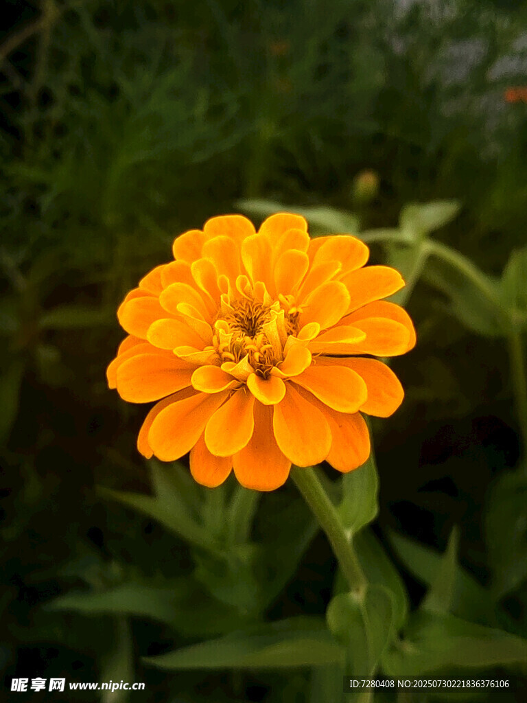 橙色单朵百日菊特写