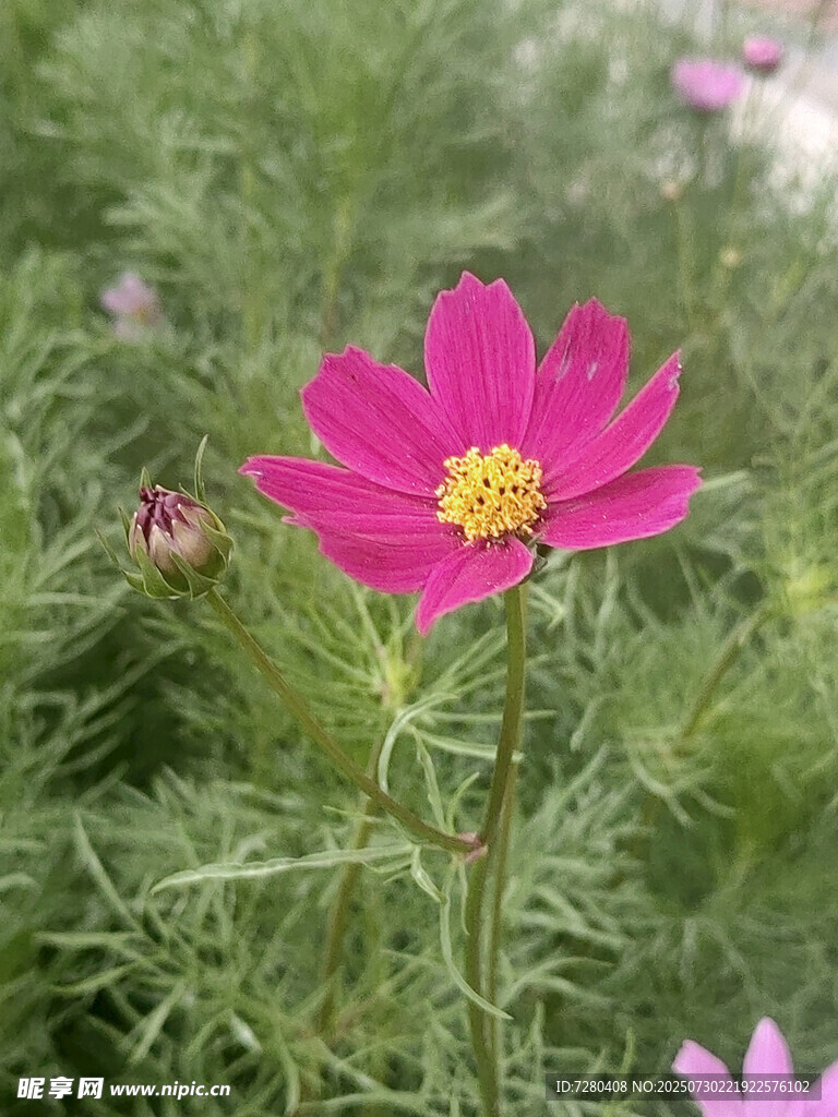 娇艳波斯菊绽放于绿野
