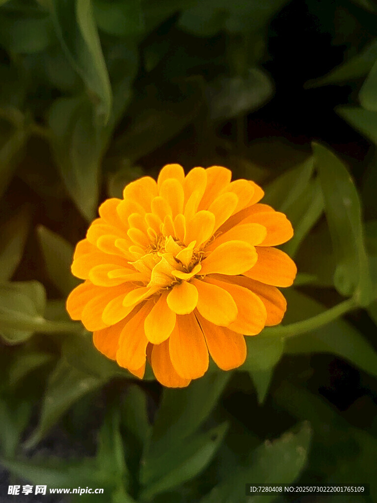 橙色绽放的美丽百日菊