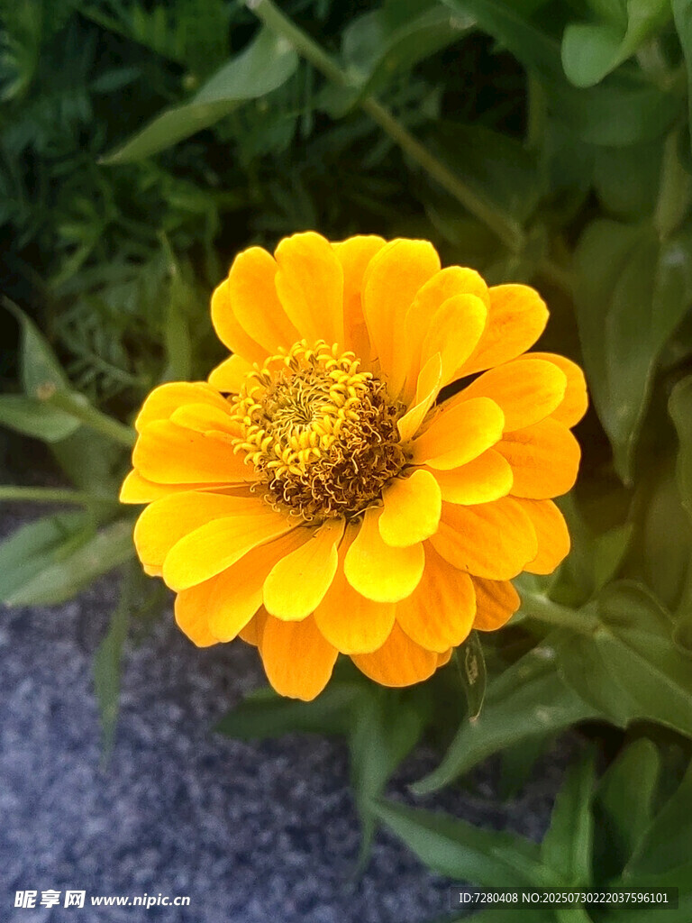 黄色花朵特写