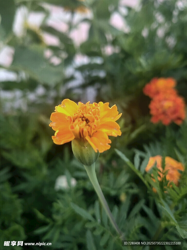 绽放的橙色花朵
