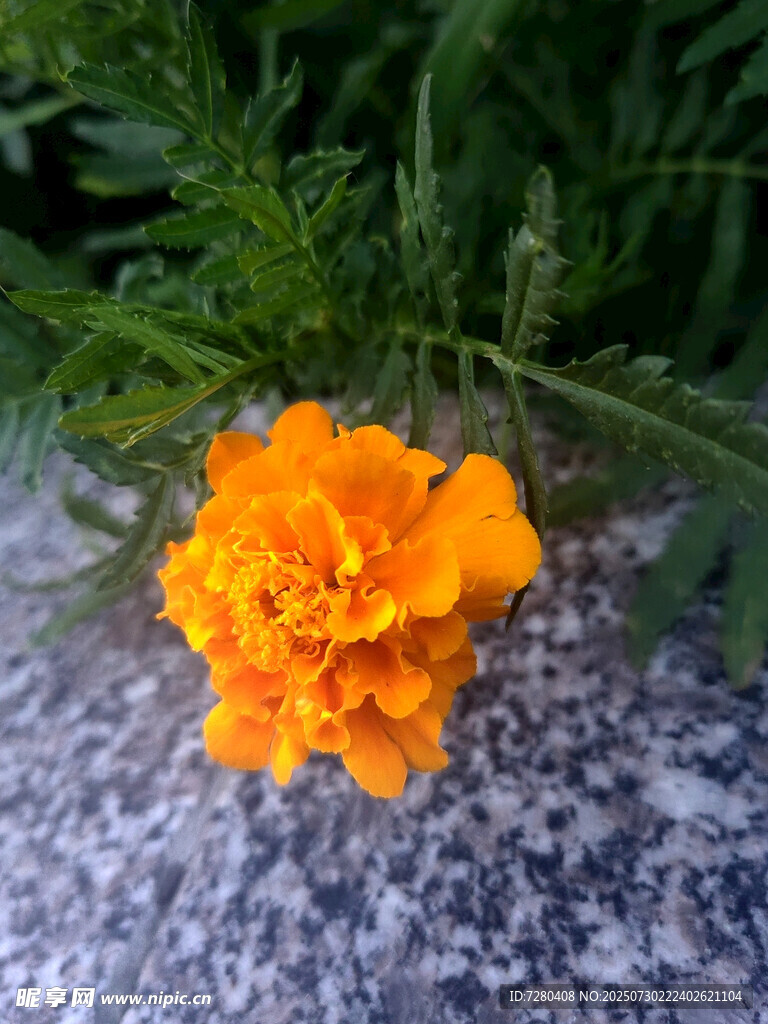 一朵橙色万寿菊绽放