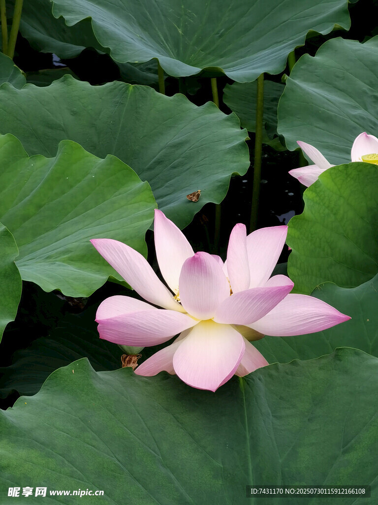 绽放的粉色荷花