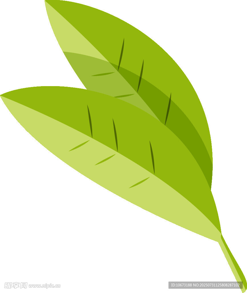 两片嫩绿叶片