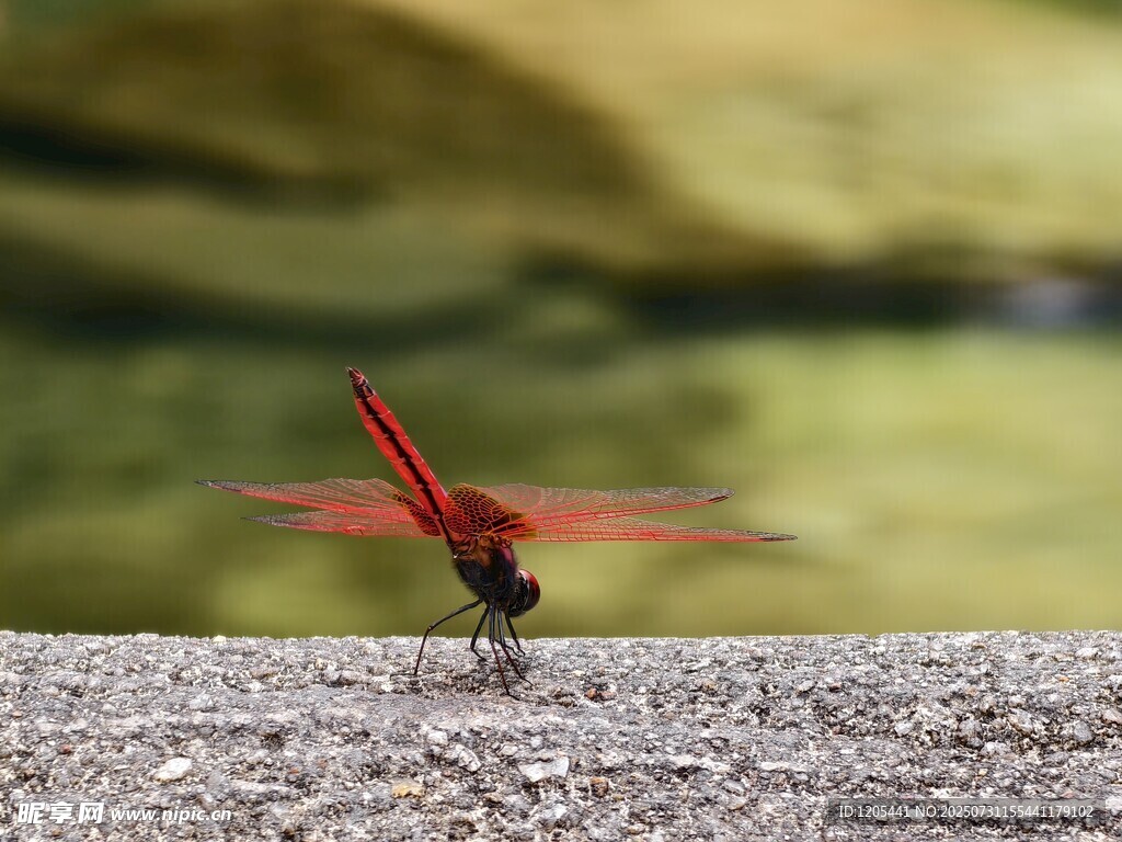 红蜻蜓立于石上