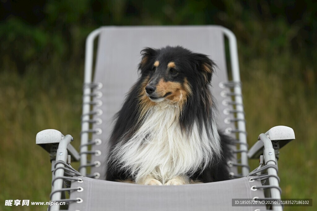 长毛牧羊犬坐于户外椅上