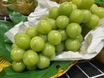 新鲜绿葡萄  饱满诱人
