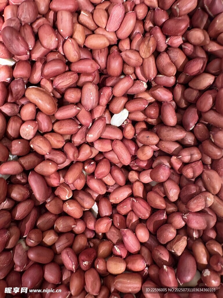 饱满红花生特写