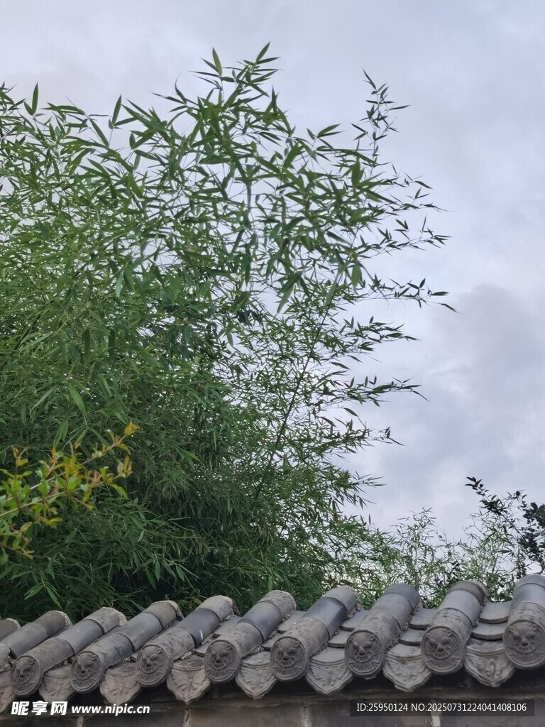 瓦檐旁的葱郁绿植