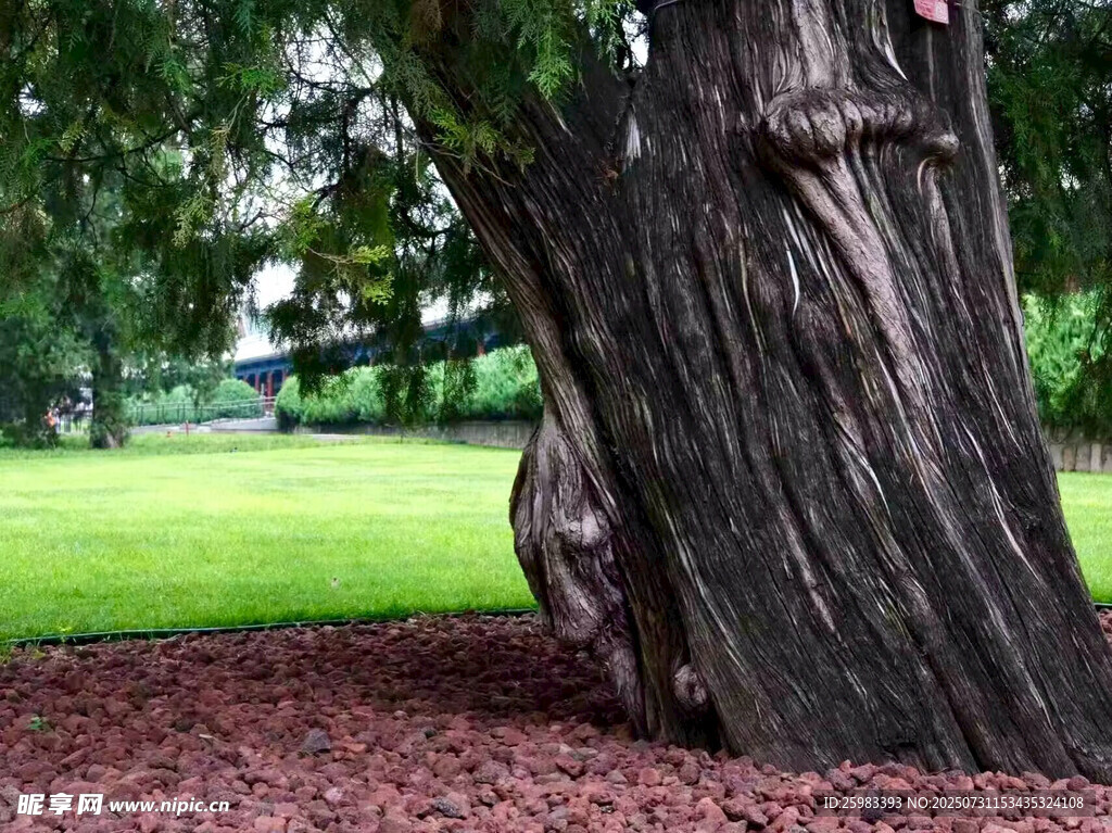 古柏